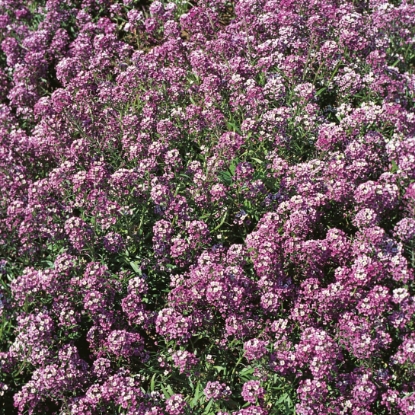 Picture of Alyssum - Royal Carpet